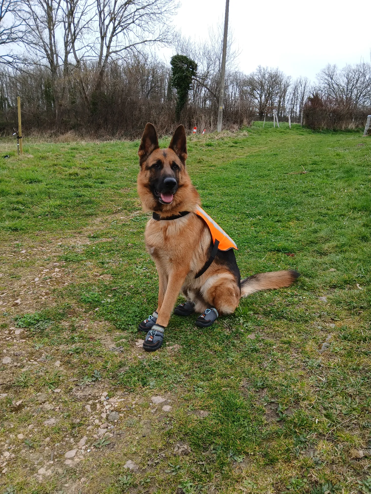 Chien