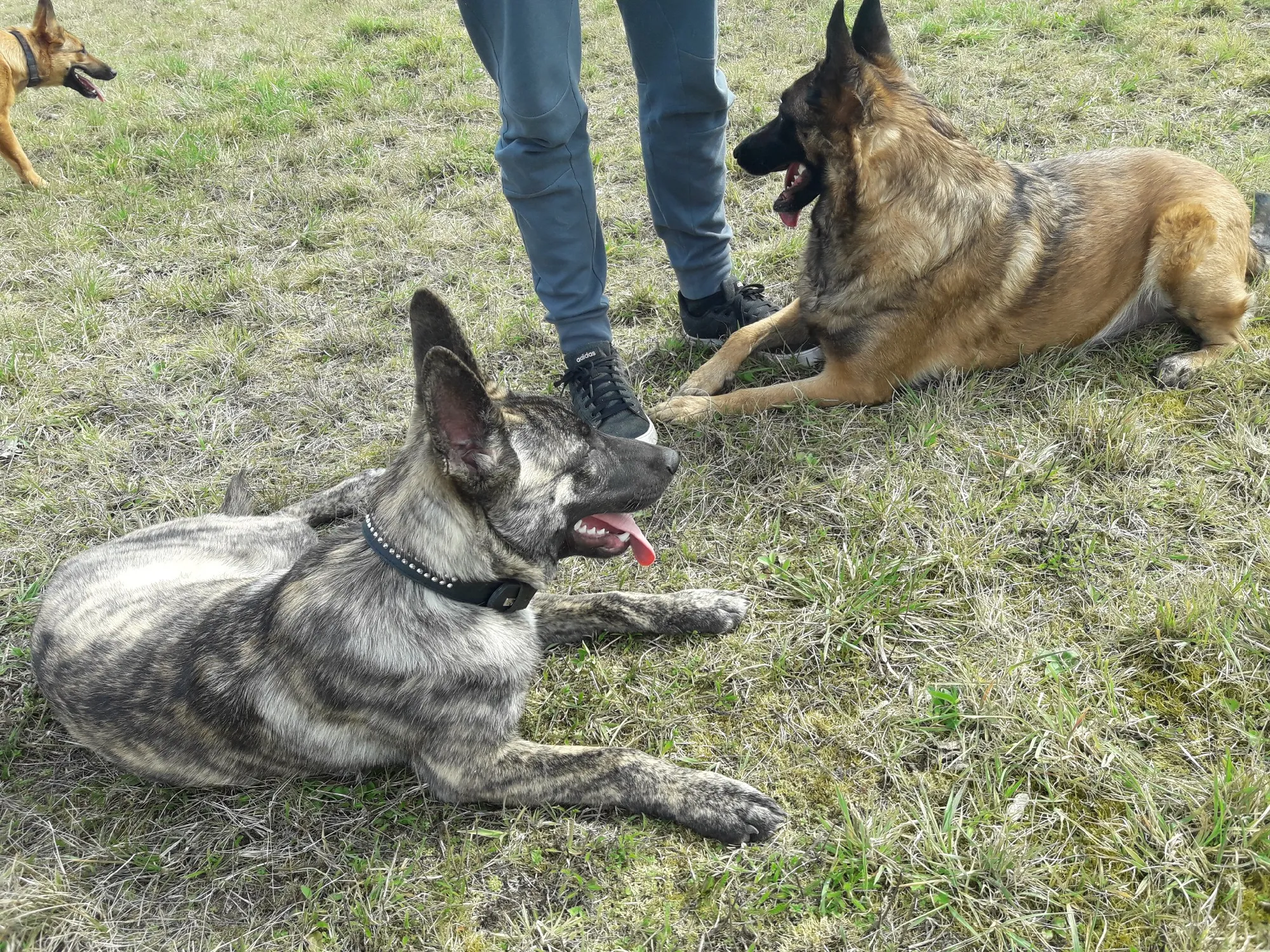 Chiens
