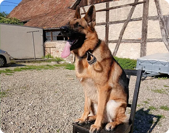 Education & comportementalisme canin