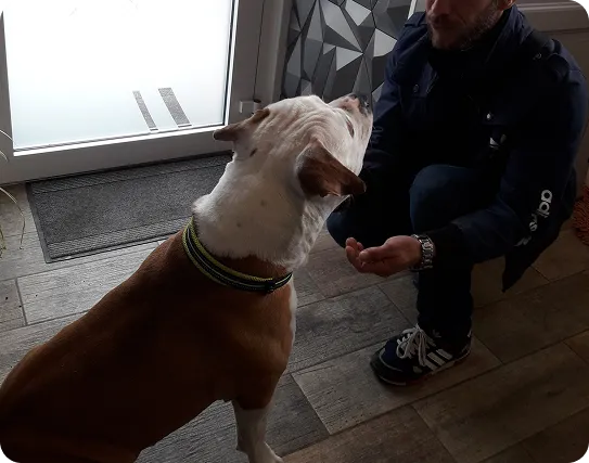 Education & comportementalisme canin