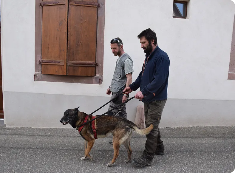 Cynologie canine