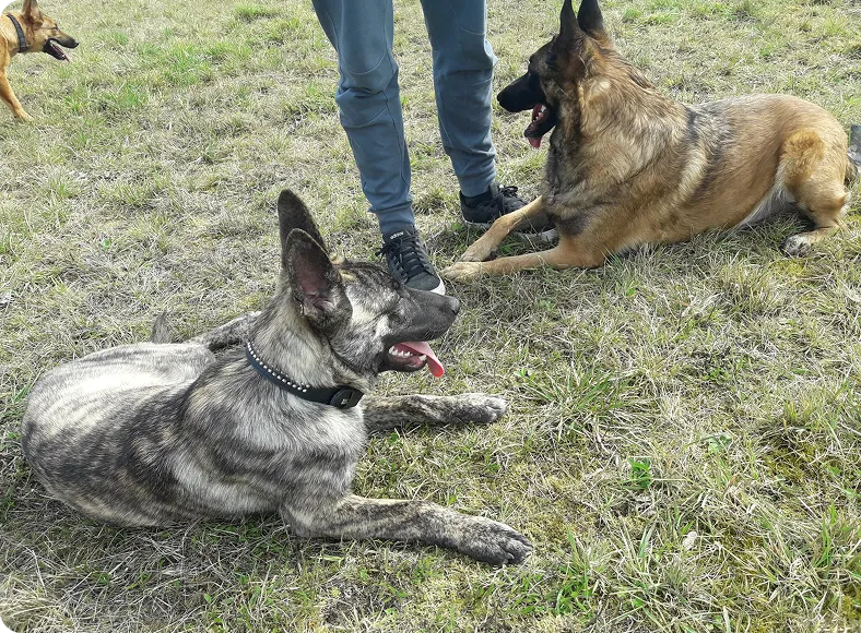 Garderie canine